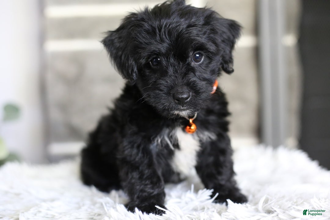Yorkiepoo dogs for sale: Roo - Image 3