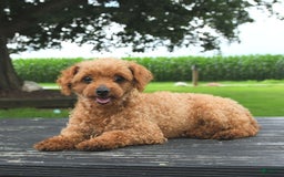 Toy Poodle dogs for sale: Wilber - Image 1