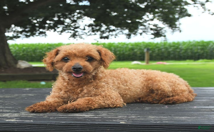 Toy Poodle dogs for sale - Ad 3
