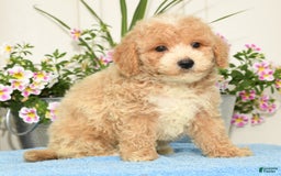 Bichpoo dogs for sale: Skipper - Image 8