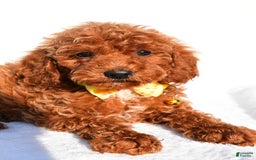Miniature Poodle dogs for sale: Miniature Poodle 5 puppies - Image 4