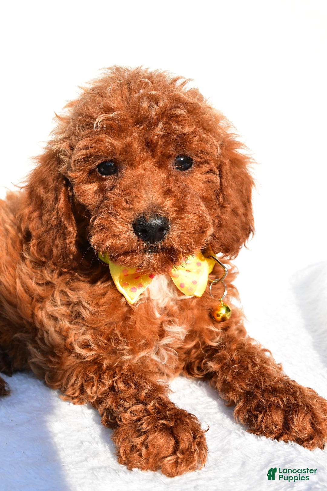 Miniature Poodle dogs for sale: Miniature Poodle 5 puppies - Image 4