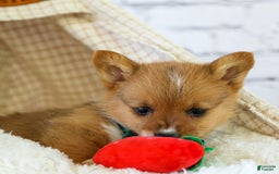 Welsh Corgi Pembroke dogs for sale: Garrett - Image 4