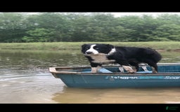 Australian Shepherd dogs for sale: Purple Collar F - Image 3