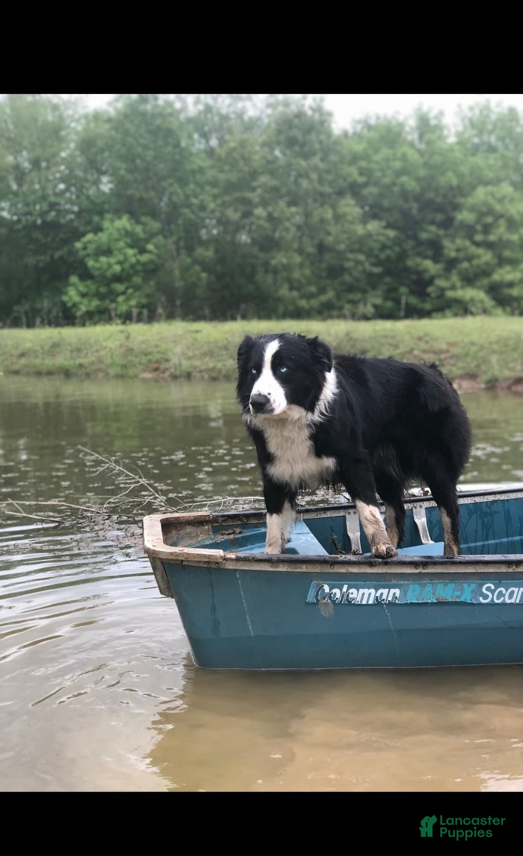 Australian Shepherd dogs for sale: Purple Collar F - Image 3