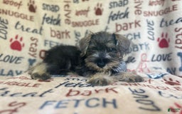 Miniature Schnauzer dogs for sale: Tex - Image 6
