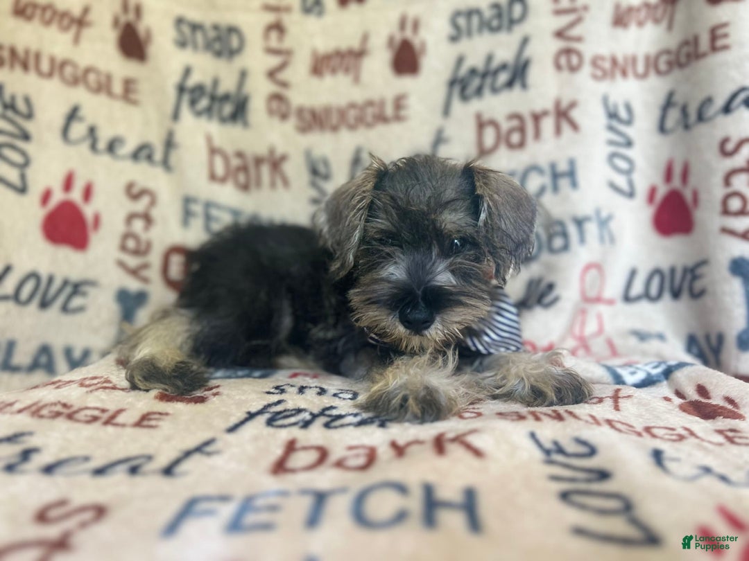 Miniature Schnauzer dogs for sale: Tex - Image 6