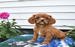 Cavalier King Charles Spaniel dogs for sale: Felix - Image 1
