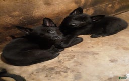 German Shepherd dogs for sale: Little Girl - Image 17