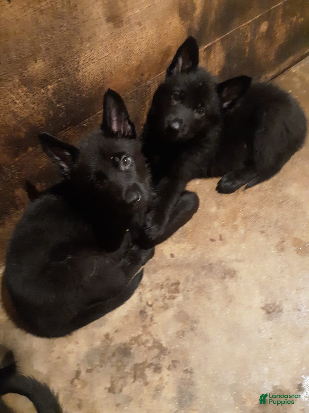 German Shepherd dogs for sale: Little Girl - Image 17
