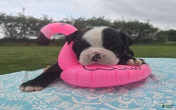 American Bulldog dogs for sale: Matilda - Image 4