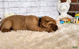 Labrador Retriever dogs for sale: Black Collar Girl - Image 1