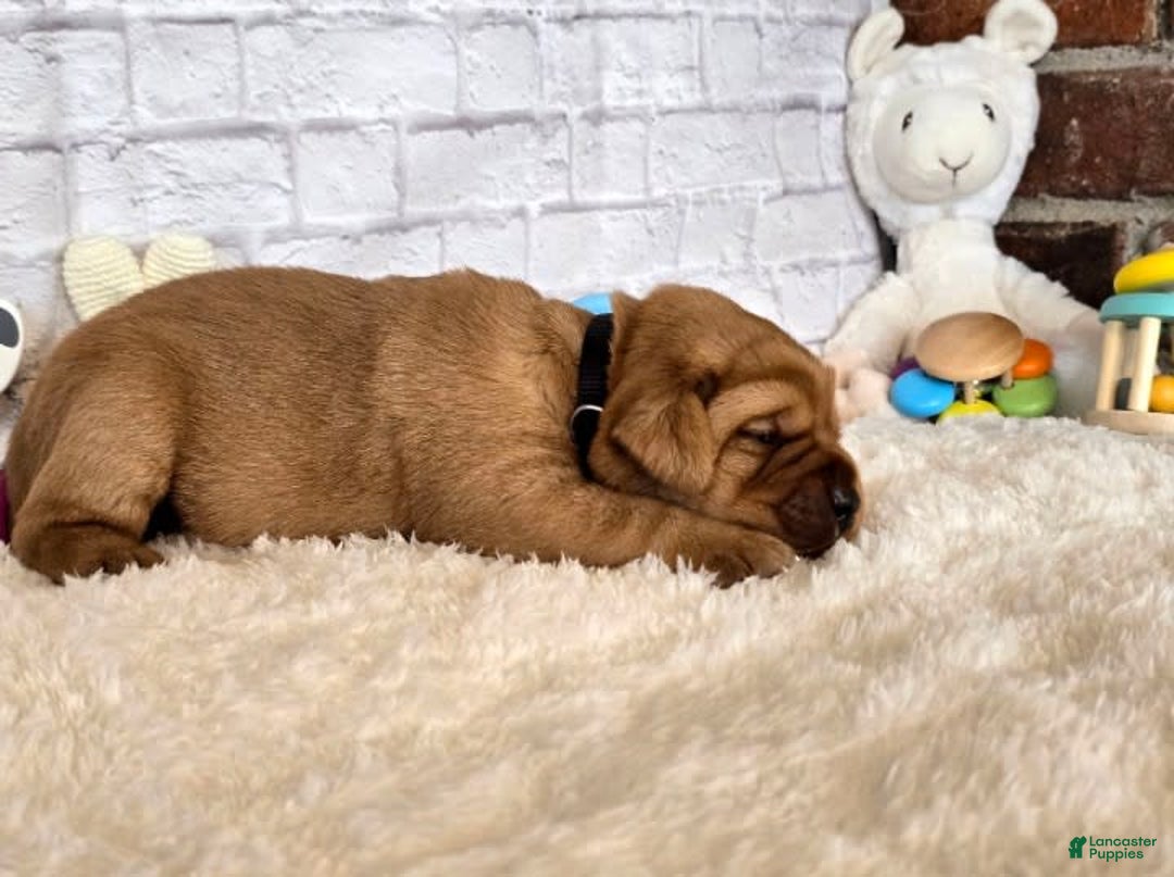 Labrador Retriever dogs for sale: Black Collar Girl - Image 1