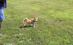 Shiba Inu dogs for sale: Tori - Image 3