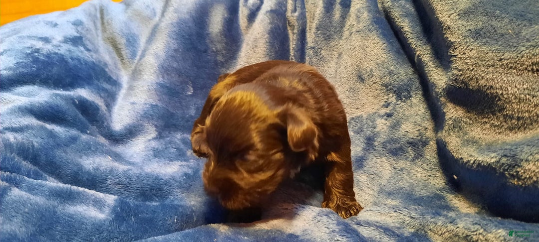 Miniature Schnauzer dogs for sale: Girl2 - Image 5