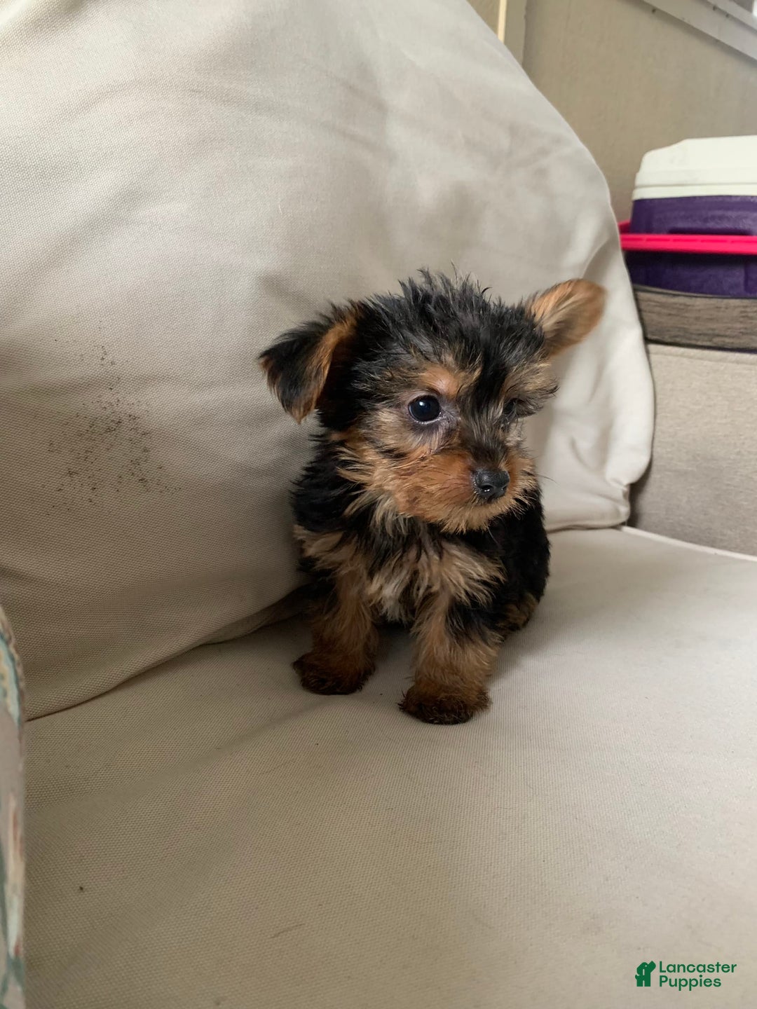 Yorkshire Terrier dogs for sale: Max - Image 2