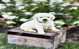 Golden Retriever dogs for sale: Golden Retriever 3 puppies - Image 12