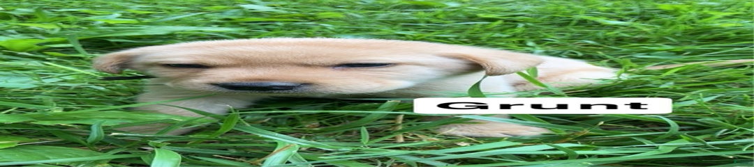 Grunt
