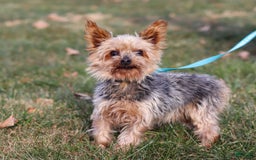 Morkie dogs for sale: George - Image 9
