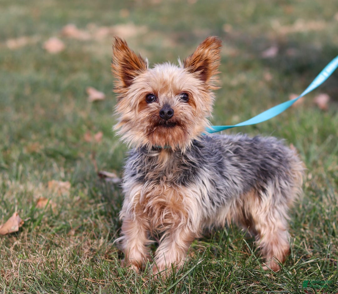 Morkie dogs for sale: George - Image 9