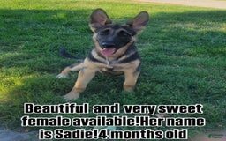 German Shepherd dogs for sale: Sadie - Image 3