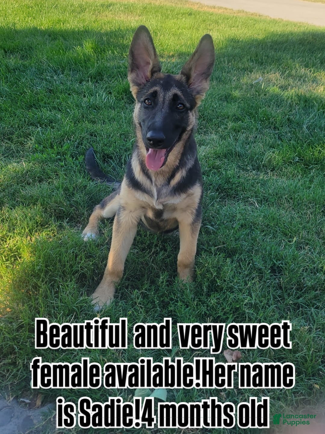 German Shepherd dogs for sale: Sadie - Image 3