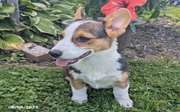 Welsh Corgi Pembroke dogs for sale: Charlie - Image 7