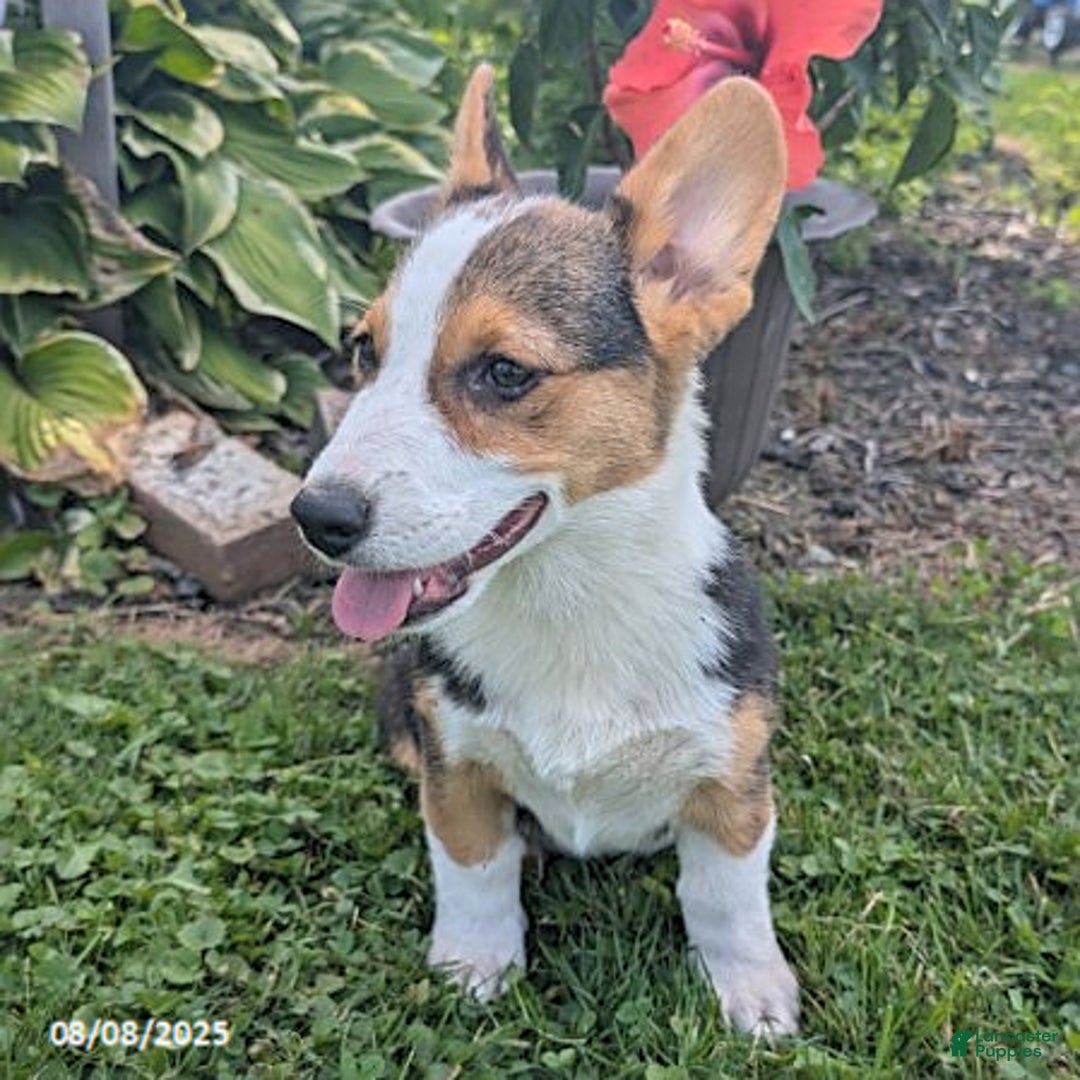 Welsh Corgi Pembroke dogs for sale: Charlie - Image 7