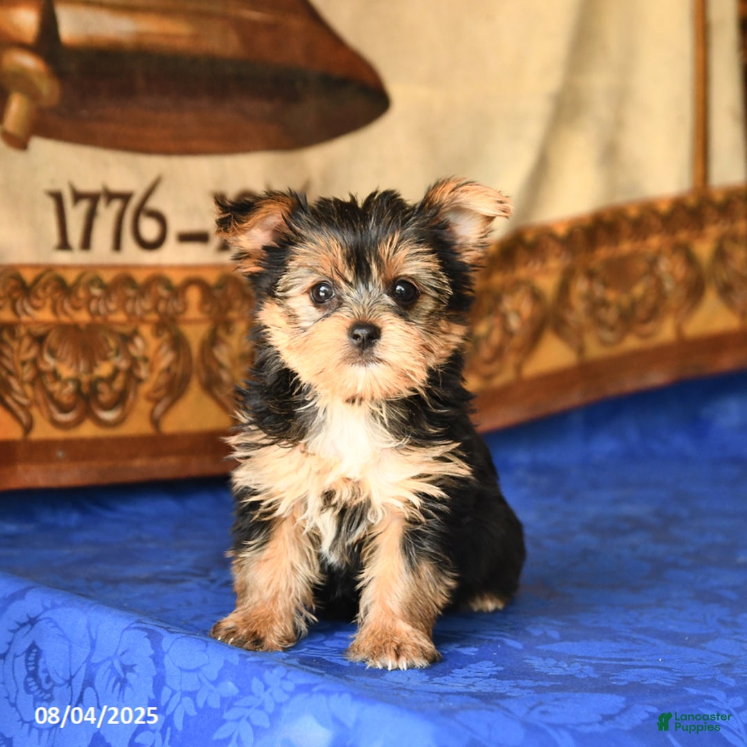 Yorkshire Terrier dogs for sale: Yorkshire Terrier 4 puppies - Image 2