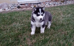 Siberian Husky dogs for sale: Lucy - Image 2