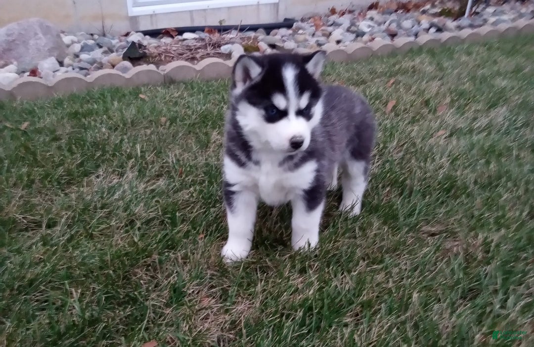 Siberian Husky dogs for sale: Lucy - Image 2
