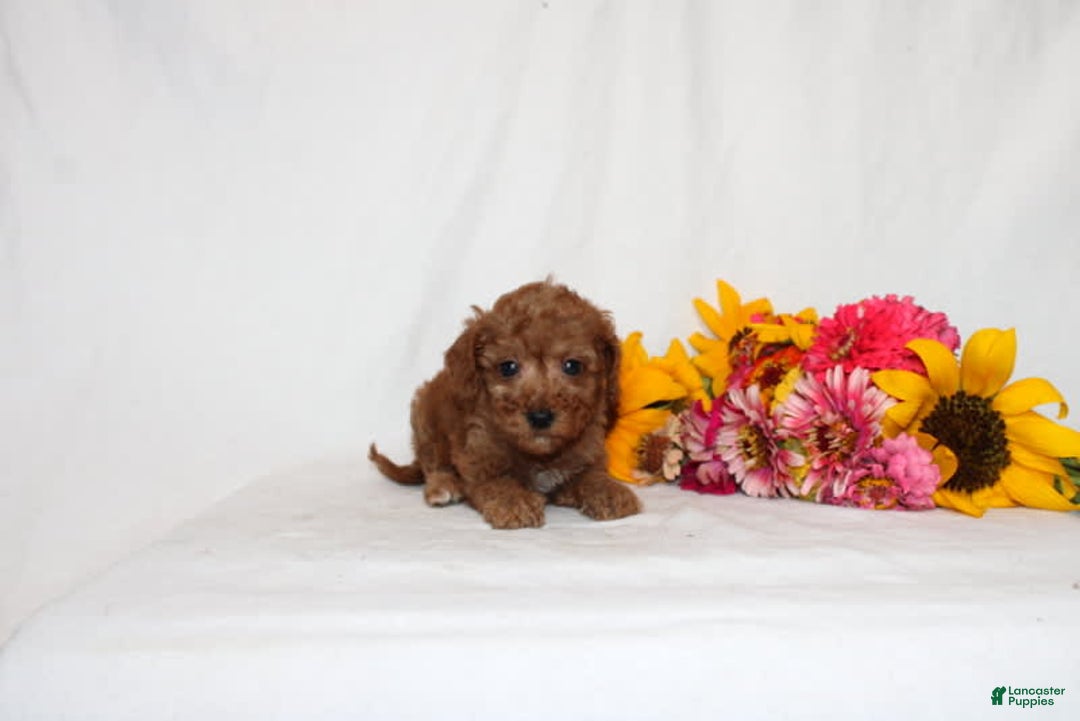 Mini Goldendoodle dogs for sale: Beatrix - Image 4