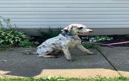 Goldendoodle dogs for sale: Lucy - Image 18