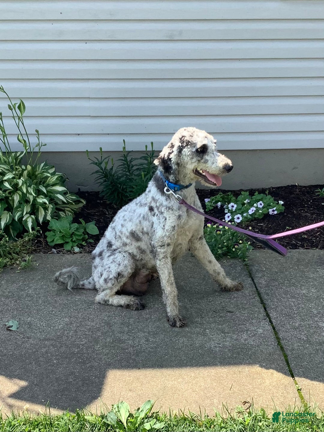 Goldendoodle dogs for sale: Lucy - Image 18