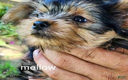 Yorkshire Terrier dogs for sale: Mellow - Image 1