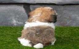 Havanese dogs for sale: Cheyenne - Image 3