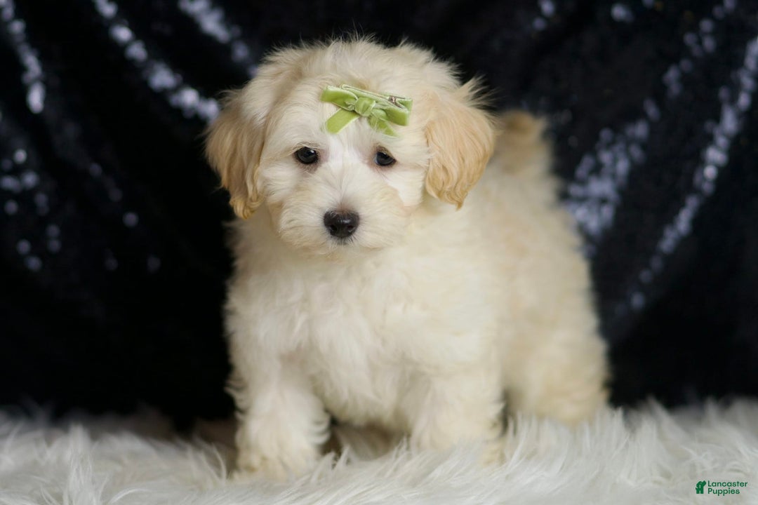 Maltipoo dogs for sale: Tundra - Image 6