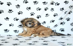 Shih Tzu dogs for sale: Freddie - Image 7