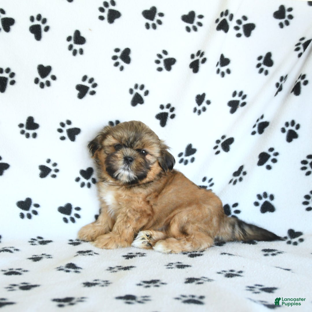 Shih Tzu dogs for sale: Freddie - Image 7