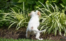 Cavapoo dogs for sale: Mariah - Image 12