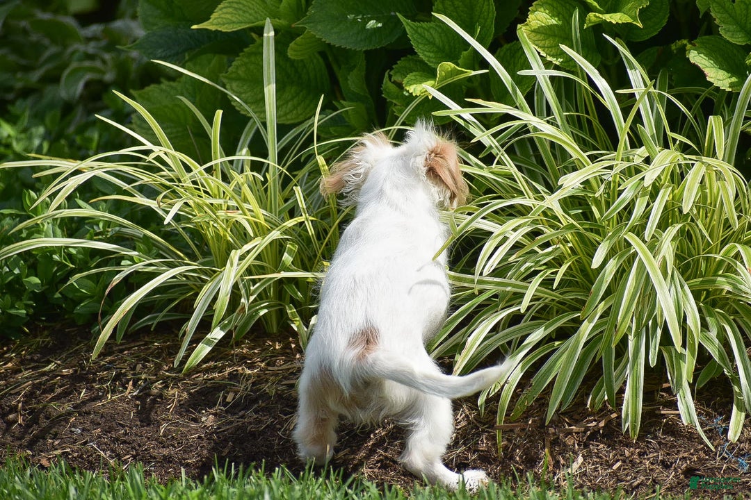 Cavapoo dogs for sale: Mariah - Image 12