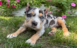 American Bully dogs for sale: Remi - Image 4