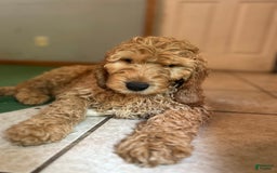 Goldendoodle dogs for sale: Hunter - Image 6
