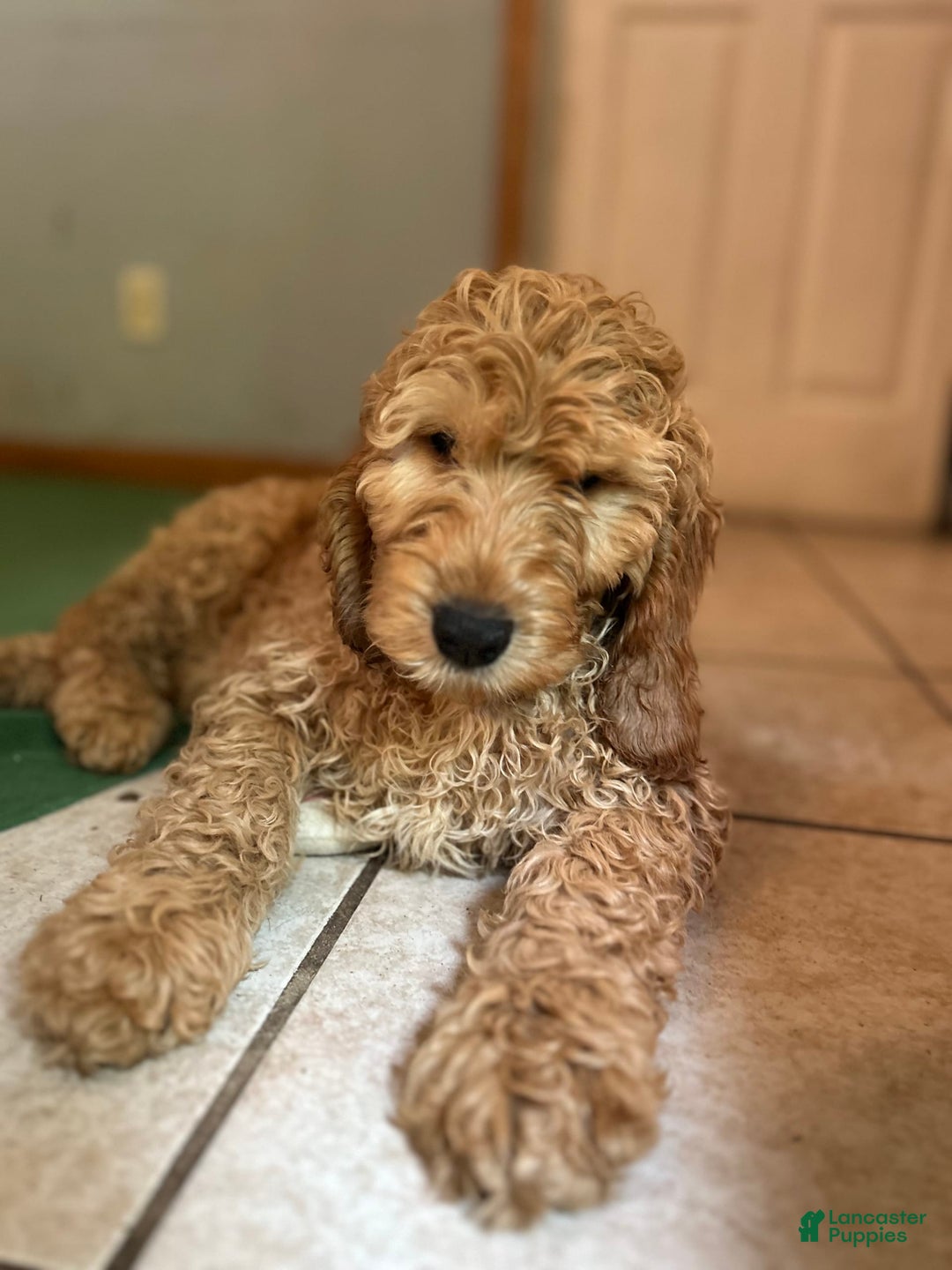 Goldendoodle dogs for sale: Hunter - Image 6