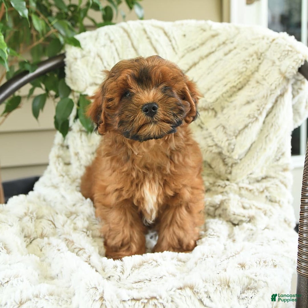 Shihpoo dogs for sale: Jeremy - Image 4
