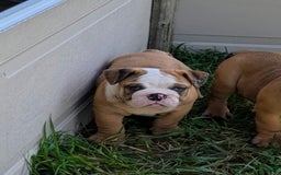 Olde English Bulldogge dogs for sale: Harper - Image 13