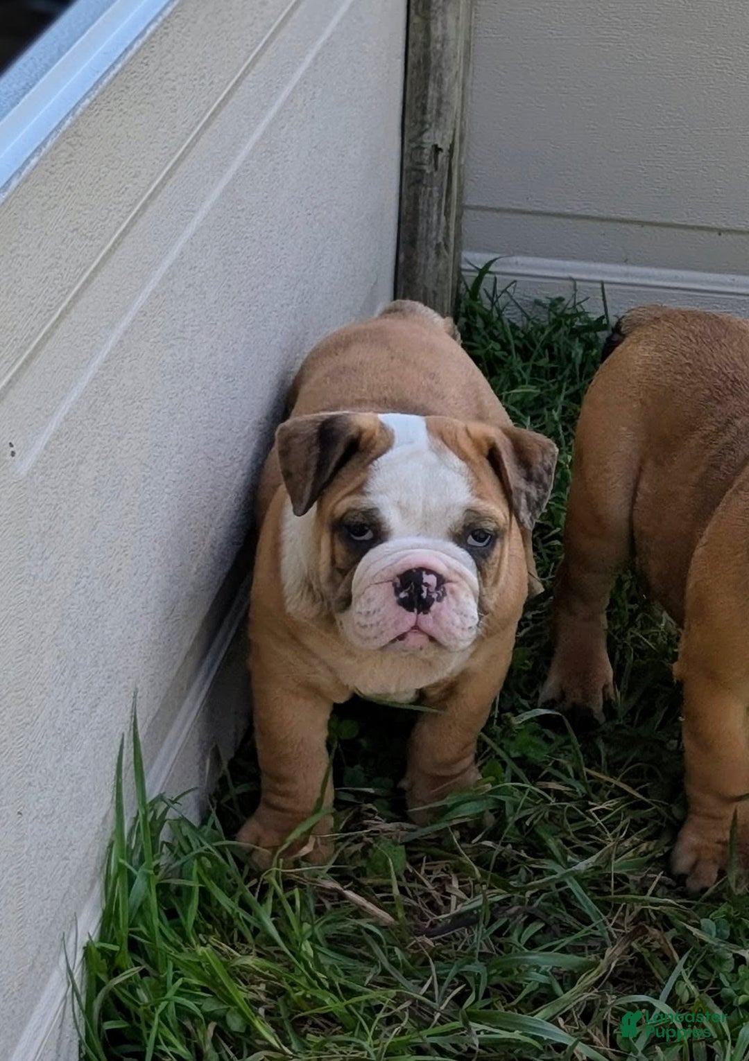 Olde English Bulldogge dogs for sale: Harper - Image 13
