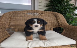 Bernese Mountain Dog dogs for sale: Harber - Image 1