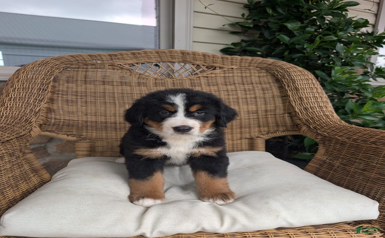 Bernese Mountain Dog dogs for sale - Ad 5