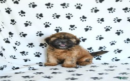 Shih Tzu dogs for sale: Leo - Image 2